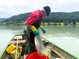 Franz Auer beim Einholen seines Fangs auf der Donau.