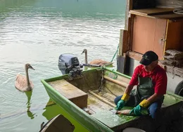 Franz Auer entschuppt die frisch gefangenen Fische an der Schl&ouml;gener Schlinge.