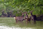 Sambar-Hirsche – eine der vielen gefährdeten Arten im Nationalpark Sambar-Hirsche – eine der vielen gefährdeten Arten im Nationalpark
