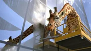Die hyperaktive Giraffe entwickelt beim Wettputzen eine ganz eigene Technik ... Die hyperaktive Giraffe entwickelt beim Wettputzen eine ganz eigene Technik ...