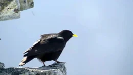 Kleiner Rabenvogel.