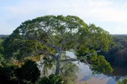 Der König der Bäume in Yaguas, der Kapokbaum, wird von den Einheimischen „Lupuna“ genannt. Der König der Bäume in Yaguas, der Kapokbaum, wird von den Einheimischen „Lupuna“ genannt.