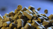 Hopfen wird als Pellets dem Bier zugesetzt Hopfen wird als Pellets dem Bier zugesetzt