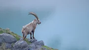 Steinbock. Steinbock.