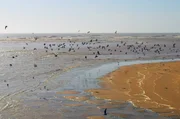 Das Mündungsdelta des Kunene ist eines der artenreichsten Küstenfeuchtgebiete des neuen grenzüberschreitenden Schutzgebiets. Das Mündungsdelta des Kunene ist eines der artenreichsten Küstenfeuchtgebiete des neuen grenzüberschreitenden Schutzgebiets.