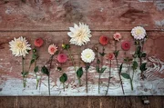 Die Gärtnerei „Blumen Kopf“ bietet eine beeindruckende Vielfalt von Dahlien. Die Gärtnerei „Blumen Kopf“ bietet eine beeindruckende Vielfalt von Dahlien.