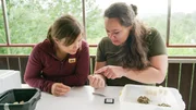 Lioba bechippt frisch geschl&uuml;pfte Honigbienen mit winzigen Tags, um ihr Flugverhalten zu erforschen. (Lioba Hilsmann)