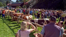 Traditioneller Viehmarkt in Gasen.