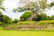 Ein königliches Grabmal in Lapaha, Mu'a, auf der Insel Tongatapu, Tonga. (Alamy Stock Photo/Dmitry Malov) Ein königliches Grabmal in Lapaha, Mu'a, auf der Insel Tongatapu, Tonga. (Alamy Stock Photo/Dmitry Malov)