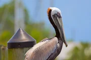 Ein Pelikan in Carrabelle, Florida: Die fischreichen flachen Küstengewässer bieten ideale Bedingungen für die Tiere. Ein Pelikan in Carrabelle, Florida: Die fischreichen flachen Küstengewässer bieten ideale Bedingungen für die Tiere.