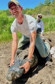 Biologen in South Carolina fangen einen Alligator ein. Biologen in South Carolina fangen einen Alligator ein.