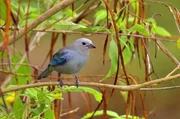 Französisch-Guayana verfügt über eine exotische Vogelwelt: hier eine Blautangare. Französisch-Guayana verfügt über eine exotische Vogelwelt: hier eine Blautangare.