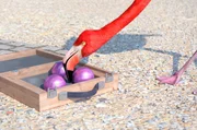 Im Boule-Spiel scheint der &uuml;berhebliche Flamingo zun&auml;chst unbesiegbar ...