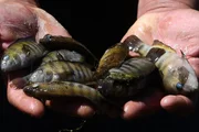 A man shows dead fish found floating on the polluted waters of the Lempa river in the village of Pinuelas. Thousands of fish have died in recent days due to contamination in the Lempa River caused largely by water that is used for washing coffee beans in processing plants that do not have a wastewater treatment system.