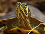 Greg describes why this type of turtle is best for this pond. Greg describes why this type of turtle is best for this pond.