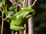 MDR Fernsehen EUROPAS WILDER OSTEN, "Der Nationalpark Belaweschskaja Puschtscha in Weißrussland", am Dienstag (09.10.12) um 13:15 Uhr. Der europäische Laubfrosch kann erstaunlich gut klettern. MDR Fernsehen EUROPAS WILDER OSTEN, "Der Nationalpark Belaweschskaja Puschtscha in Weißrussland", am Dienstag (09.10.12) um 13:15 Uhr. Der europäische Laubfrosch kann erstaunlich gut klettern.