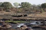 TANZANIA - Two bull hippos fight in Katavi National Park. During the dry season, their pool of water shrinks and fights break out as the hippos are forced closer and closer together. TANZANIA - Two bull hippos fight in Katavi National Park. During the dry season, their pool of water shrinks and fights break out as the hippos are forced closer and closer together.