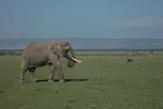 KENYA - African bull elephant searches for a mate in Amboseli National Park. It's been attracted by the scent of a female in oestrous. KENYA - African bull elephant searches for a mate in Amboseli National Park. It's been attracted by the scent of a female in oestrous.