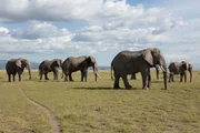 KENYA - Elephant herd in Amboseli National Park. KENYA - Elephant herd in Amboseli National Park.