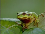 Grosse Klappe: Der Laubfrosch findet in der Schweiz kaum noch Laichplätze. Grosse Klappe: Der Laubfrosch findet in der Schweiz kaum noch Laichplätze.