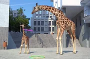 Eine Giraffenmama bringt ihrem Giraffenbaby beeindruckende Tricks bei! Eine Giraffenmama bringt ihrem Giraffenbaby beeindruckende Tricks bei!