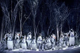 Die kalte, nasse Welt der Pinguine.