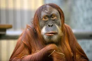 Orang-Utan-Weibchen im Zoo Berlin Orang-Utan-Weibchen im Zoo Berlin