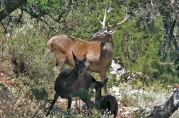 In der Steinzeit waren Hirsche auf Sardinien ausgerottet. Die Eroberer aber wollten jagen und das Rotwild, das sie &uuml;bers Meer brachten, passte sich dem Inselleben an. Es entstand eine neue Unterart: der Sardische Hirsch.