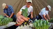 40.000 Wei&szlig;kohlpflanzen bringen die Arbeiter pro Hektar in die Erde. Weitere Fotos erhalten Sie auf Anfrage.