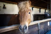 Auf dem Reiterhof leben noch viele andere Shetlandponys. Weil die Boxen niedrig sind, entgeht den neugierigen Ponys nichts von dem, was drau&szlig;en passiert.