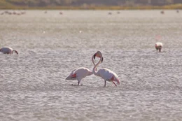 Flamingos.