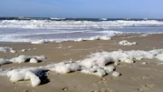 In der Salzmanufaktur auf Sylt wird aus Meerwasser Salz gewonnen. Aus dem Kondensat der Salzgewinnung wird dann sogar noch das Bier "WATT Blondes" gebraut.