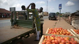 Tomaten sind fester Bestandteil der ghanaischen K&uuml;che. Der regionale Tomatenmarkt bricht unter dem Druck billiger Importe aus China und Italien regelrecht zusammen.