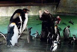 Pinguin (Danny DeVito)