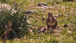 Bussard.