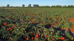 Der Bedarf an Tomaten steigt weltweit rapide an.