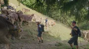 Auf der Zipfelsalpe geht der Hirtensommer zu Ende. In kleinen Gruppen werden die Tiere ins Tal getrieben. Auf der Zipfelsalpe geht der Hirtensommer zu Ende. In kleinen Gruppen werden die Tiere ins Tal getrieben.