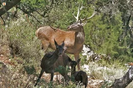 In der Steinzeit waren Hirsche auf Sardinien ausgerottet. Die Eroberer aber wollten jagen und das Rotwild, das sie &uuml;bers Meer brachten, passte sich dem Inselleben an. Es entstand eine neue Unterart: der Sardische Hirsch.