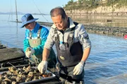 Seit 2019 züchtet der Landrat Shin Sang-Soo (re.) auf der Insel Sinan Austern. Seit 2019 züchtet der Landrat Shin Sang-Soo (re.) auf der Insel Sinan Austern.