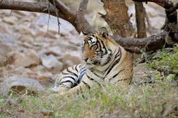 In der Region Ranthambhore haben Tiersch&uuml;tzer beeindruckende Erfolge erzielt, so dass die Tigerpopulation best&auml;ndig w&auml;chst.
