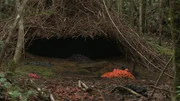 Der Hüttengärtner, so der Name dieses Vogels, vor seiner selbstgebauten Laube. Die allermeisten Arten von Laubenvögeln gibt es auf Neuguinea, einige in Australien. Der Hüttengärtner von West-Papua, dem westlichen, zu Indonesien gehörenden Teil Neuguineas, baut seine aufwendigen Gebilde inklusive der Dekoration, um Weibchen anzulocken. Überdies ist er ein begnadeter Stimmenimitator. Der Hüttengärtner, so der Name dieses Vogels, vor seiner selbstgebauten Laube. Die allermeisten Arten von Laubenvögeln gibt es auf Neuguinea, einige in Australien. Der Hüttengärtner von West-Papua, dem westlichen, zu Indonesien gehörenden Teil Neuguineas, baut seine aufwendigen Gebilde inklusive der Dekoration, um Weibchen anzulocken. Überdies ist er ein begnadeter Stimmenimitator.