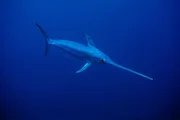 Schwertfisch bei Sardinien. Schwertfisch bei Sardinien.