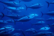 Ein Schwarm Blauflossen-Thunfisch bei Sardinien Ein Schwarm Blauflossen-Thunfisch bei Sardinien