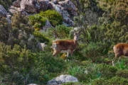 Ein Mufflon schaut aufmerksam im Supramonte-Gebirge. Ein Mufflon schaut aufmerksam im Supramonte-Gebirge.