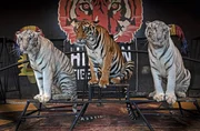 Nach der Tigershow m&uuml;ssen die Tiere f&uuml;r Fotos auf ihren Podesten stillsitzen. Thailand