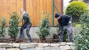Philipp fordert Lena heraus: Wer kann schneller einen Lorbeer pflanzen? Philipp fordert Lena heraus: Wer kann schneller einen Lorbeer pflanzen?