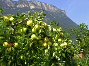 Im Herbst prangen die reifen &Auml;pfel an den &Auml;sten.