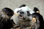 Geruhsam l&auml;sst es der alte Panda-Mann Bao Bao angehen. Der 32-J&auml;hrige tobt nur noch selten herum.