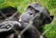 rbb Fernsehen PANDA, GORILLA & CO., TEIL 211, "Geschichten aus dem Zoo Berlin und dem Tierpark Berlin", am Freitag (13.01.12) um 21:00 Uhr. Langeweile soll bei den Schimpansen im Zoo nicht aufkommen: Mehrere R&ouml;hren eines k&uuml;nstlichen Termitenh&uuml;gels werden deshalb mit verschiedenen Leckereien wie Joghurt, Tee und Bananenbrei gef&uuml;llt.