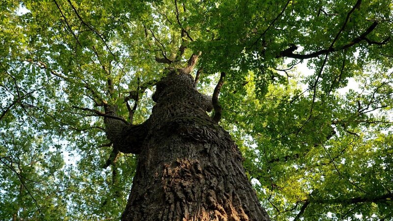 Naturwunderwerk Wald – Die faszinierenden Überlebensstrategien der Bäume (D, 2026)